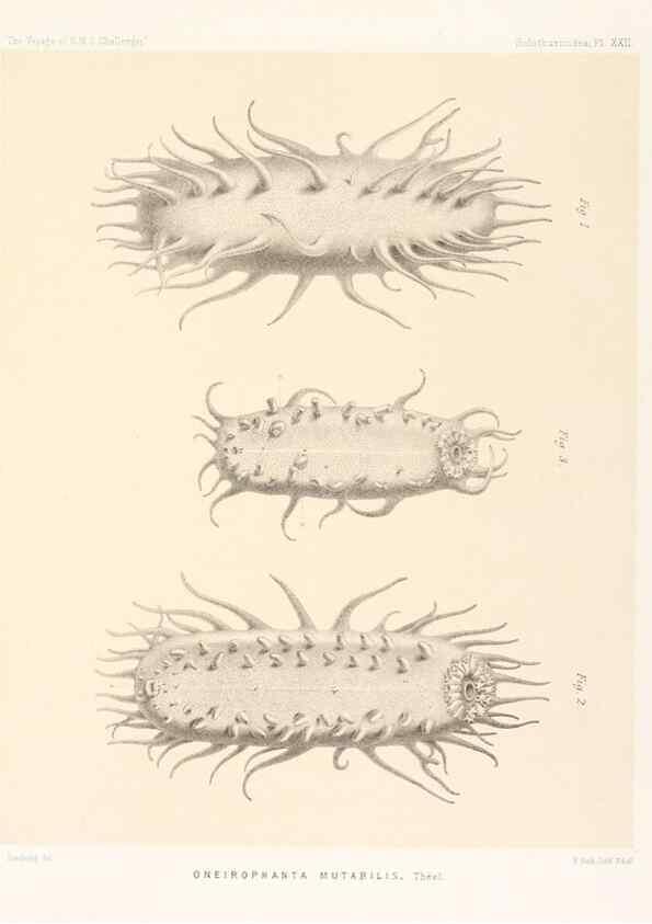 Reproducción/Reproduction 36954676721: Report on the scientific results of the voyage of H.M.S. Challenger during the years 1873-76 under the command of Captain George S. Nares .... Edinburgh :Neill,1880-1895.