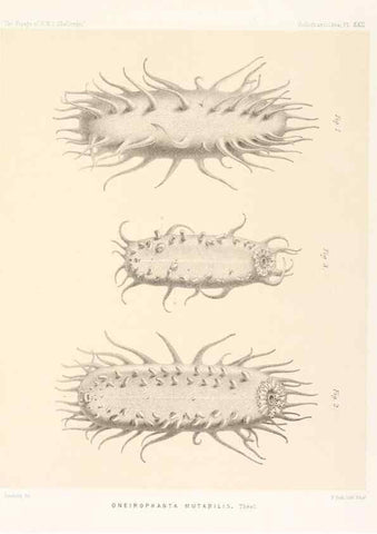 Reproducción/Reproduction 36954676721: Report on the scientific results of the voyage of H.M.S. Challenger during the years 1873-76 under the command of Captain George S. Nares .... Edinburgh :Neill,1880-1895.