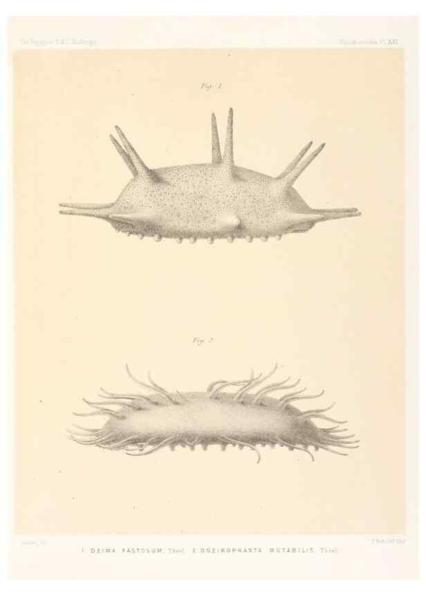 Reproducción/Reproduction 36954675961: Report on the scientific results of the voyage of H.M.S. Challenger during the years 1873-76 under the command of Captain George S. Nares .... Edinburgh :Neill,1880-1895.