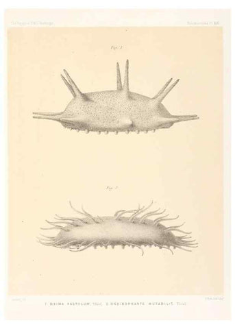 Reproducción/Reproduction 36954675961: Report on the scientific results of the voyage of H.M.S. Challenger during the years 1873-76 under the command of Captain George S. Nares .... Edinburgh :Neill,1880-1895.