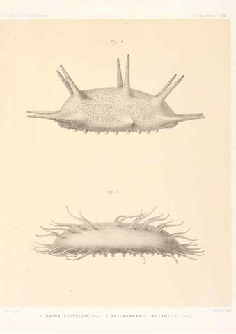 Reproducción/Reproduction 36954675961: Report on the scientific results of the voyage of H.M.S. Challenger during the years 1873-76 under the command of Captain George S. Nares .... Edinburgh :Neill,1880-1895.