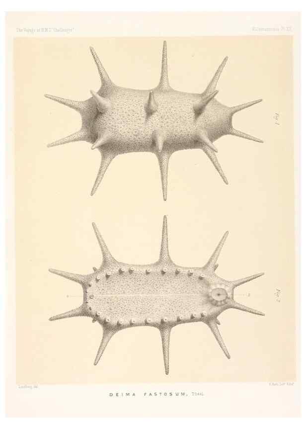 Reproducción/Reproduction 36954675031: Report on the scientific results of the voyage of H.M.S. Challenger during the years 1873-76 under the command of Captain George S. Nares .... Edinburgh :Neill,1880-1895.