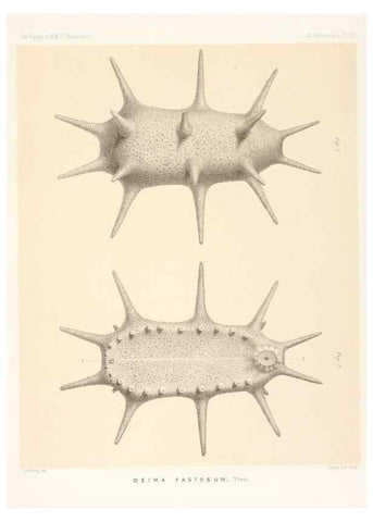 Reproducción/Reproduction 36954675031: Report on the scientific results of the voyage of H.M.S. Challenger during the years 1873-76 under the command of Captain George S. Nares .... Edinburgh :Neill,1880-1895.