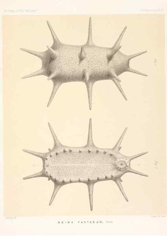 Reproducción/Reproduction 36954675031: Report on the scientific results of the voyage of H.M.S. Challenger during the years 1873-76 under the command of Captain George S. Nares .... Edinburgh :Neill,1880-1895.