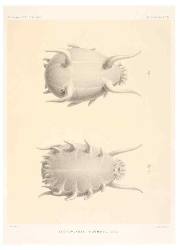 Reproducción/Reproduction 36699885800: Report on the scientific results of the voyage of H.M.S. Challenger during the years 1873-76 under the command of Captain George S. Nares .... Edinburgh :Neill,1880-1895.