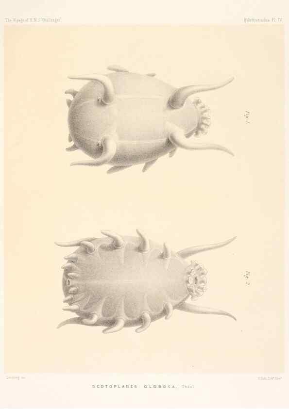 Reproducción/Reproduction 36699885800: Report on the scientific results of the voyage of H.M.S. Challenger during the years 1873-76 under the command of Captain George S. Nares .... Edinburgh :Neill,1880-1895.