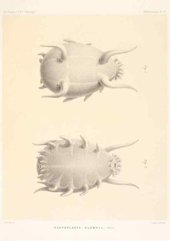 Reproducción/Reproduction 36699885800: Report on the scientific results of the voyage of H.M.S. Challenger during the years 1873-76 under the command of Captain George S. Nares .... Edinburgh :Neill,1880-1895.
