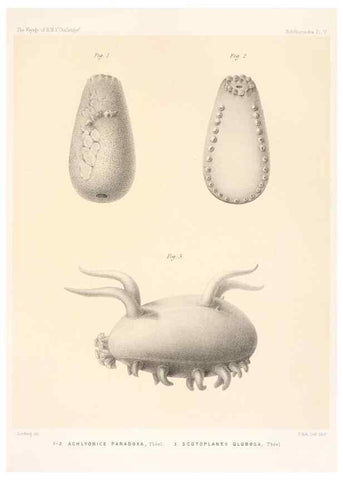 Reproducción/Reproduction 36699887340: Report on the scientific results of the voyage of H.M.S. Challenger during the years 1873-76 under the command of Captain George S. Nares .... Edinburgh :Neill,1880-1895.