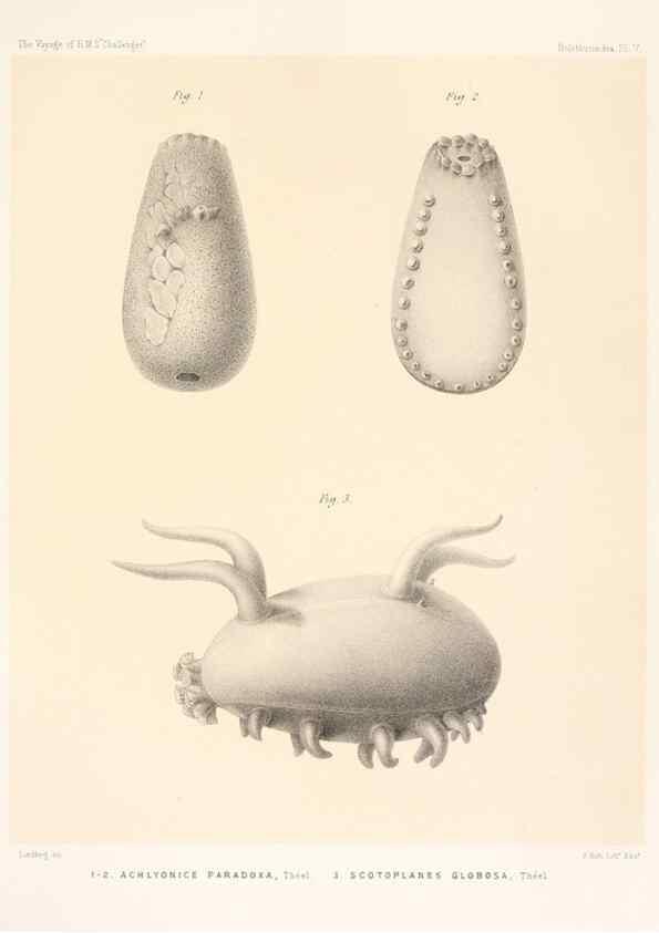 Reproducción/Reproduction 36699887340: Report on the scientific results of the voyage of H.M.S. Challenger during the years 1873-76 under the command of Captain George S. Nares .... Edinburgh :Neill,1880-1895.