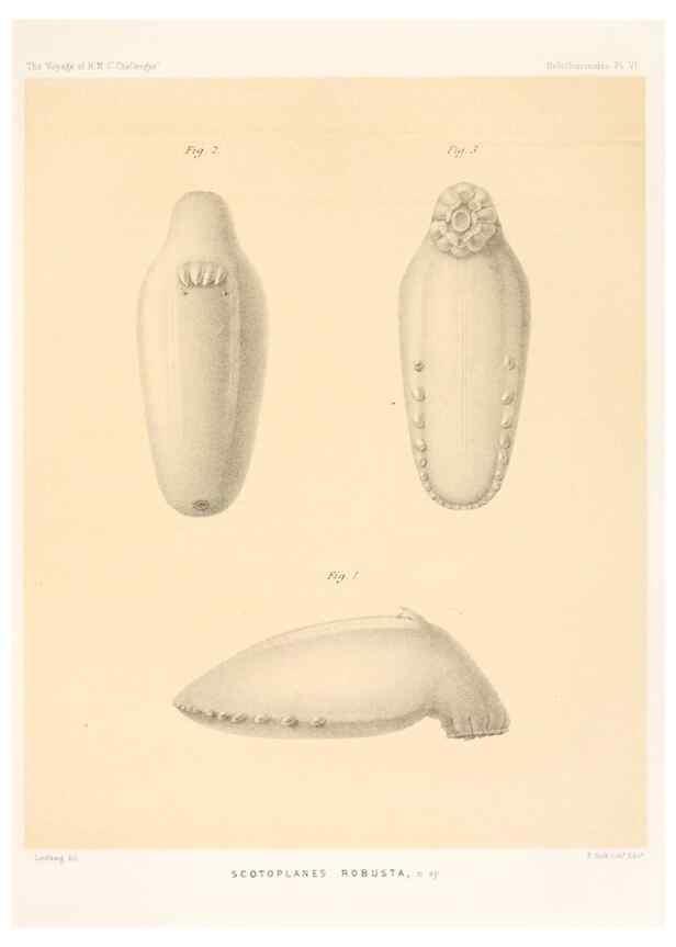 Reproducción/Reproduction 36699888480: Report on the scientific results of the voyage of H.M.S. Challenger during the years 1873-76 under the command of Captain George S. Nares .... Edinburgh :Neill,1880-1895.