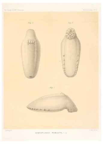 Reproducción/Reproduction 36699888480: Report on the scientific results of the voyage of H.M.S. Challenger during the years 1873-76 under the command of Captain George S. Nares .... Edinburgh :Neill,1880-1895.
