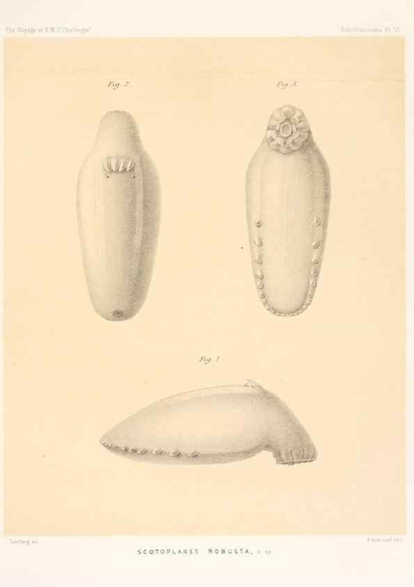 Reproducción/Reproduction 36699888480: Report on the scientific results of the voyage of H.M.S. Challenger during the years 1873-76 under the command of Captain George S. Nares .... Edinburgh :Neill,1880-1895.