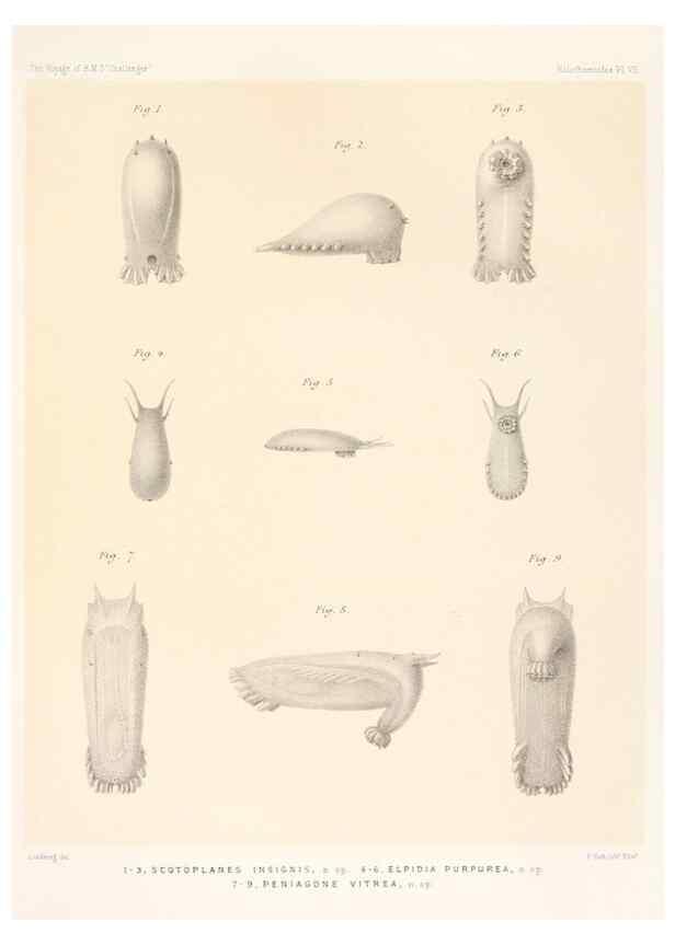 Reproducción/Reproduction 36699889350: Report on the scientific results of the voyage of H.M.S. Challenger during the years 1873-76 under the command of Captain George S. Nares .... Edinburgh :Neill,1880-1895.