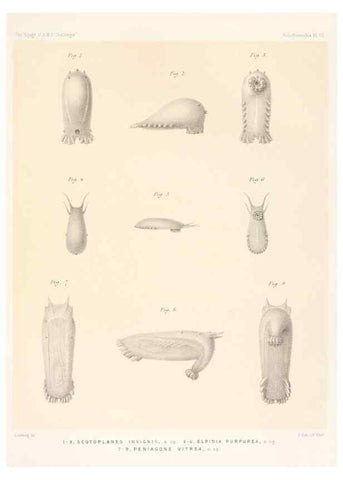 Reproducción/Reproduction 36699889350: Report on the scientific results of the voyage of H.M.S. Challenger during the years 1873-76 under the command of Captain George S. Nares .... Edinburgh :Neill,1880-1895.