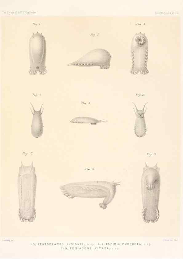 Reproducción/Reproduction 36699889350: Report on the scientific results of the voyage of H.M.S. Challenger during the years 1873-76 under the command of Captain George S. Nares .... Edinburgh :Neill,1880-1895.
