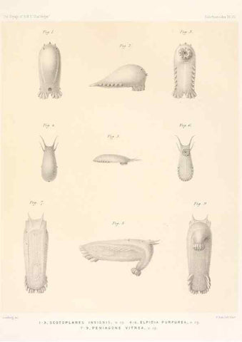 Reproducción/Reproduction 36699889350: Report on the scientific results of the voyage of H.M.S. Challenger during the years 1873-76 under the command of Captain George S. Nares .... Edinburgh :Neill,1880-1895.