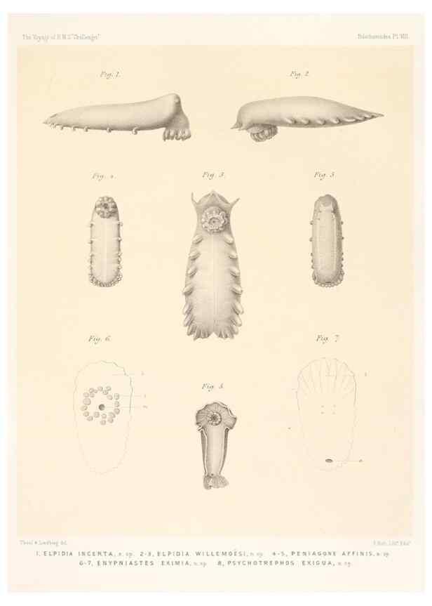 Reproducción/Reproduction 36699890300: Report on the scientific results of the voyage of H.M.S. Challenger during the years 1873-76 under the command of Captain George S. Nares .... Edinburgh :Neill,1880-1895.