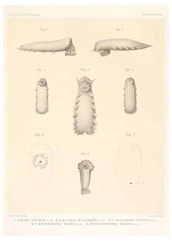 Reproducción/Reproduction 36699890300: Report on the scientific results of the voyage of H.M.S. Challenger during the years 1873-76 under the command of Captain George S. Nares .... Edinburgh :Neill,1880-1895.