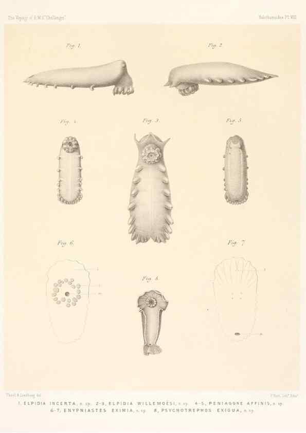 Reproducción/Reproduction 36699890300: Report on the scientific results of the voyage of H.M.S. Challenger during the years 1873-76 under the command of Captain George S. Nares .... Edinburgh :Neill,1880-1895.