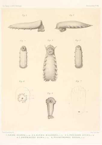 Reproducción/Reproduction 36699890300: Report on the scientific results of the voyage of H.M.S. Challenger during the years 1873-76 under the command of Captain George S. Nares .... Edinburgh :Neill,1880-1895.