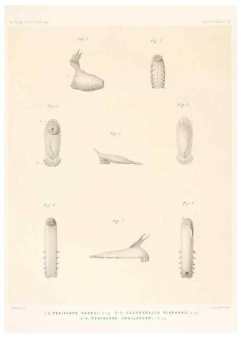 Reproducción/Reproduction 36699891490: Report on the scientific results of the voyage of H.M.S. Challenger during the years 1873-76 under the command of Captain George S. Nares .... Edinburgh :Neill,1880-1895.