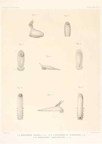 Reproducción/Reproduction 36699891490: Report on the scientific results of the voyage of H.M.S. Challenger during the years 1873-76 under the command of Captain George S. Nares .... Edinburgh :Neill,1880-1895.