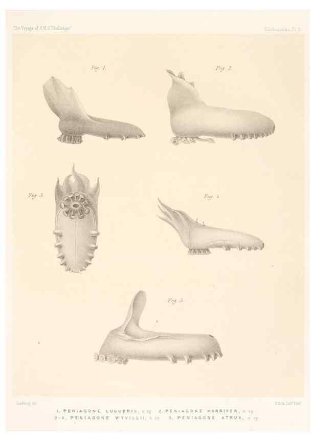 Reproducción/Reproduction 36699892650: Report on the scientific results of the voyage of H.M.S. Challenger during the years 1873-76 under the command of Captain George S. Nares .... Edinburgh :Neill,1880-1895.