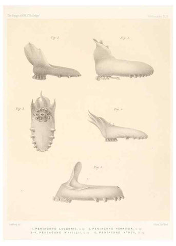 Reproducción/Reproduction 36699892650: Report on the scientific results of the voyage of H.M.S. Challenger during the years 1873-76 under the command of Captain George S. Nares .... Edinburgh :Neill,1880-1895.