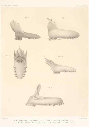 Reproducción/Reproduction 36699892650: Report on the scientific results of the voyage of H.M.S. Challenger during the years 1873-76 under the command of Captain George S. Nares .... Edinburgh :Neill,1880-1895.