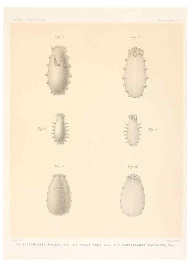 Reproducción/Reproduction 37096208585: Report on the scientific results of the voyage of H.M.S. Challenger during the years 1873-76 under the command of Captain George S. Nares .... Edinburgh :Neill,1880-1895.