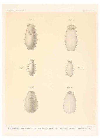 Reproducción/Reproduction 37096208585: Report on the scientific results of the voyage of H.M.S. Challenger during the years 1873-76 under the command of Captain George S. Nares .... Edinburgh :Neill,1880-1895.