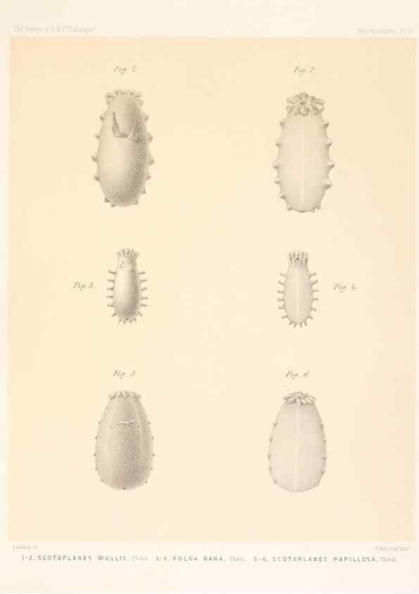 Reproducción/Reproduction 37096208585: Report on the scientific results of the voyage of H.M.S. Challenger during the years 1873-76 under the command of Captain George S. Nares .... Edinburgh :Neill,1880-1895.