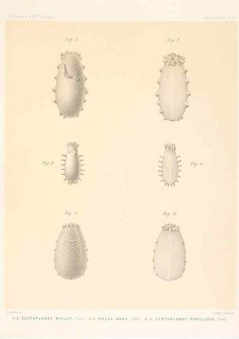 Reproducción/Reproduction 37096208585: Report on the scientific results of the voyage of H.M.S. Challenger during the years 1873-76 under the command of Captain George S. Nares .... Edinburgh :Neill,1880-1895.