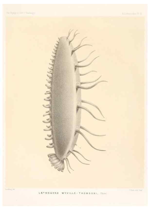 Reproducción/Reproduction 36699893590: Report on the scientific results of the voyage of H.M.S. Challenger during the years 1873-76 under the command of Captain George S. Nares .... Edinburgh :Neill,1880-1895.