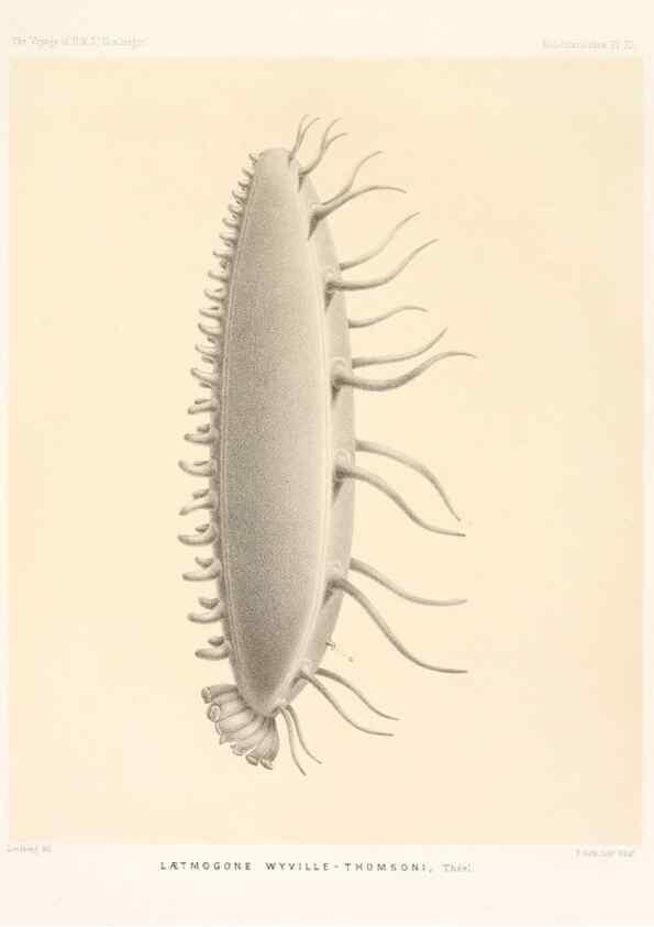 Reproducción/Reproduction 36699893590: Report on the scientific results of the voyage of H.M.S. Challenger during the years 1873-76 under the command of Captain George S. Nares .... Edinburgh :Neill,1880-1895.