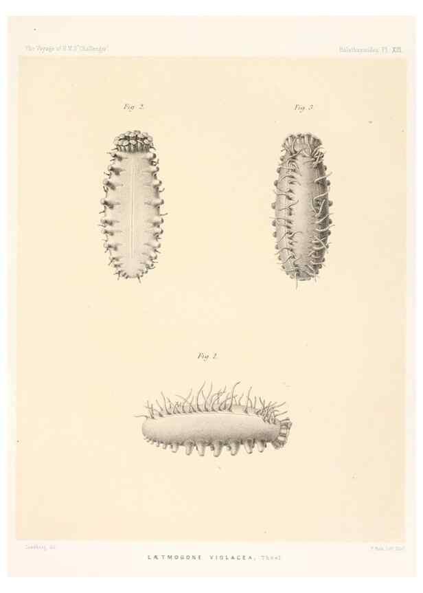 Reproducción/Reproduction 36699895910: Report on the scientific results of the voyage of H.M.S. Challenger during the years 1873-76 under the command of Captain George S. Nares .... Edinburgh :Neill,1880-1895.