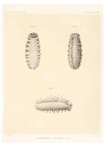 Reproducción/Reproduction 36699895910: Report on the scientific results of the voyage of H.M.S. Challenger during the years 1873-76 under the command of Captain George S. Nares .... Edinburgh :Neill,1880-1895.
