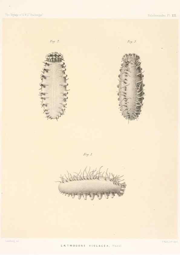 Reproducción/Reproduction 36699895910: Report on the scientific results of the voyage of H.M.S. Challenger during the years 1873-76 under the command of Captain George S. Nares .... Edinburgh :Neill,1880-1895.