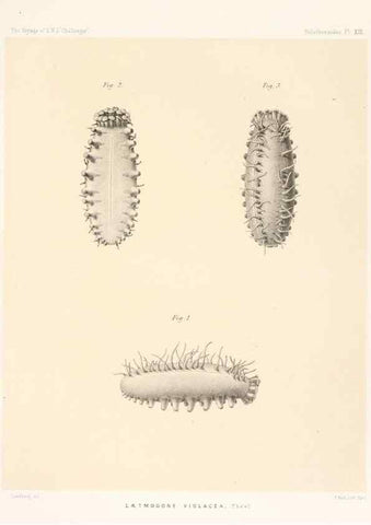 Reproducción/Reproduction 36699895910: Report on the scientific results of the voyage of H.M.S. Challenger during the years 1873-76 under the command of Captain George S. Nares .... Edinburgh :Neill,1880-1895.