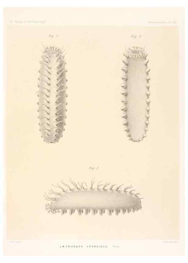 Reproducción/Reproduction 36954670521: Report on the scientific results of the voyage of H.M.S. Challenger during the years 1873-76 under the command of Captain George S. Nares .... Edinburgh :Neill,1880-1895.