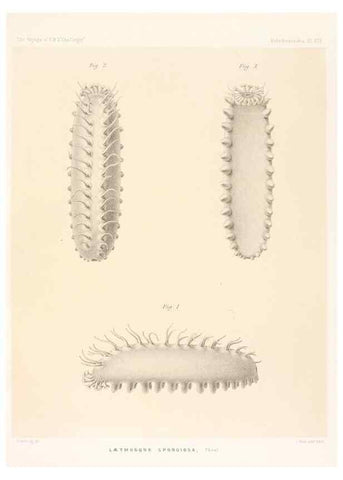Reproducción/Reproduction 36954670521: Report on the scientific results of the voyage of H.M.S. Challenger during the years 1873-76 under the command of Captain George S. Nares .... Edinburgh :Neill,1880-1895.