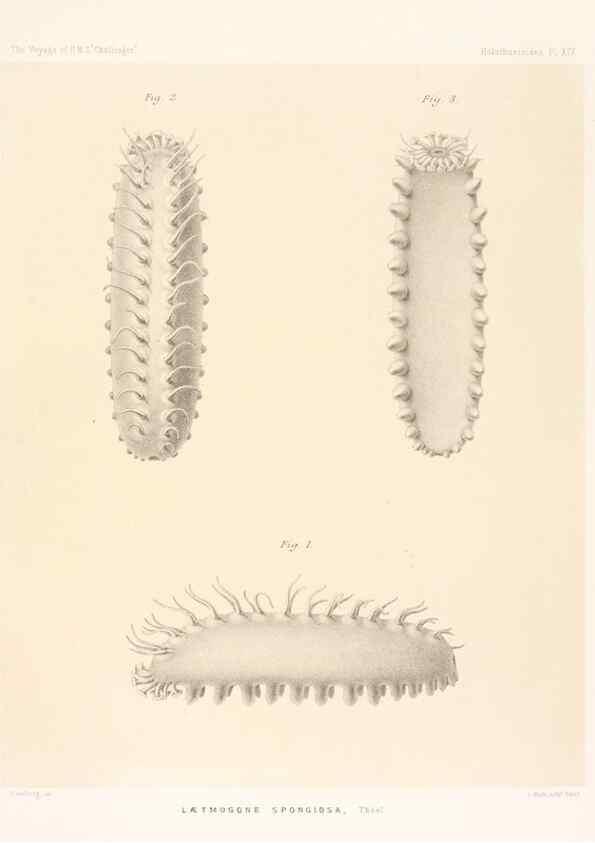 Reproducción/Reproduction 36954670521: Report on the scientific results of the voyage of H.M.S. Challenger during the years 1873-76 under the command of Captain George S. Nares .... Edinburgh :Neill,1880-1895.