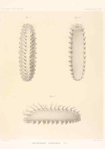 Reproducción/Reproduction 36954670521: Report on the scientific results of the voyage of H.M.S. Challenger during the years 1873-76 under the command of Captain George S. Nares .... Edinburgh :Neill,1880-1895.