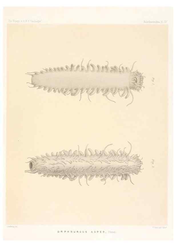 Reproducción/Reproduction 36954671351: Report on the scientific results of the voyage of H.M.S. Challenger during the years 1873-76 under the command of Captain George S. Nares .... Edinburgh :Neill,1880-1895.