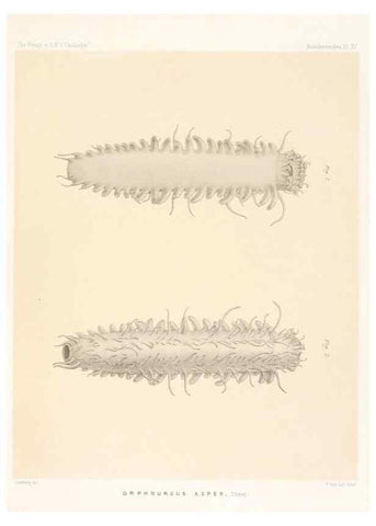 Reproducción/Reproduction 36954671351: Report on the scientific results of the voyage of H.M.S. Challenger during the years 1873-76 under the command of Captain George S. Nares .... Edinburgh :Neill,1880-1895.