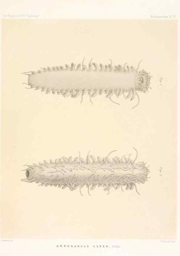Reproducción/Reproduction 36954671351: Report on the scientific results of the voyage of H.M.S. Challenger during the years 1873-76 under the command of Captain George S. Nares .... Edinburgh :Neill,1880-1895.