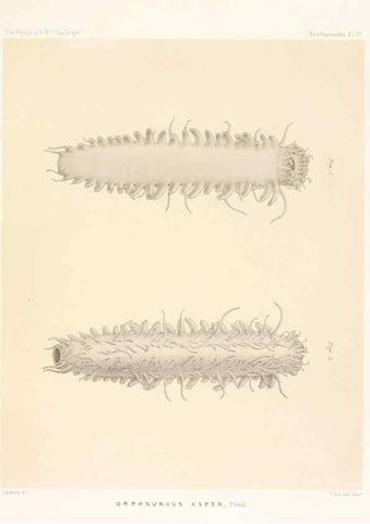 Reproducción/Reproduction 36954671351: Report on the scientific results of the voyage of H.M.S. Challenger during the years 1873-76 under the command of Captain George S. Nares .... Edinburgh :Neill,1880-1895.