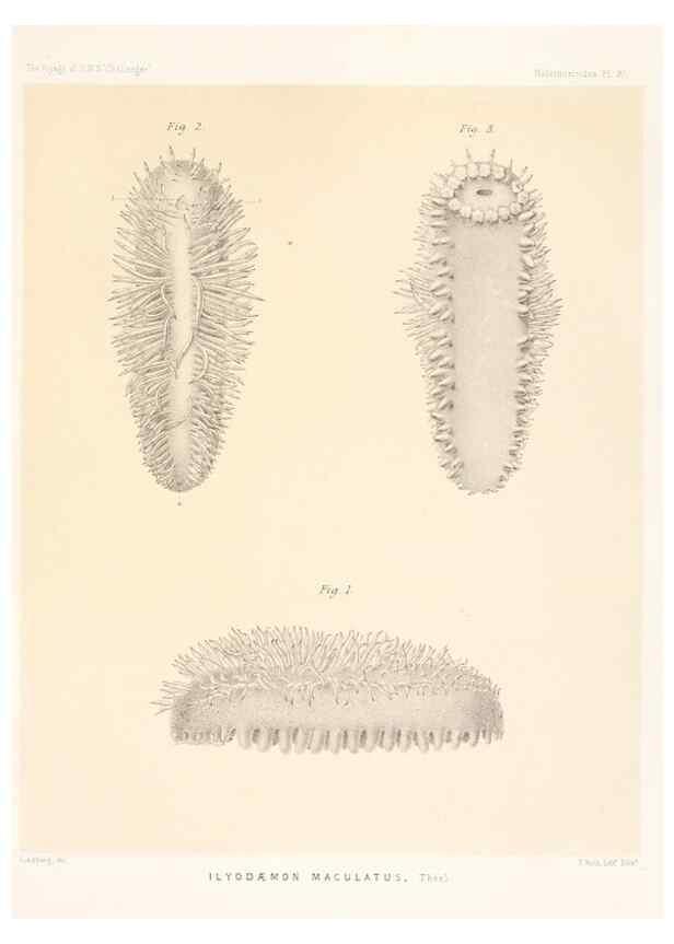 Reproducción/Reproduction 36954672081: Report on the scientific results of the voyage of H.M.S. Challenger during the years 1873-76 under the command of Captain George S. Nares .... Edinburgh :Neill,1880-1895.