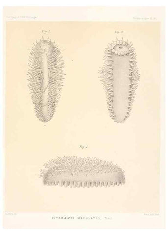 Reproducción/Reproduction 36954672081: Report on the scientific results of the voyage of H.M.S. Challenger during the years 1873-76 under the command of Captain George S. Nares .... Edinburgh :Neill,1880-1895.