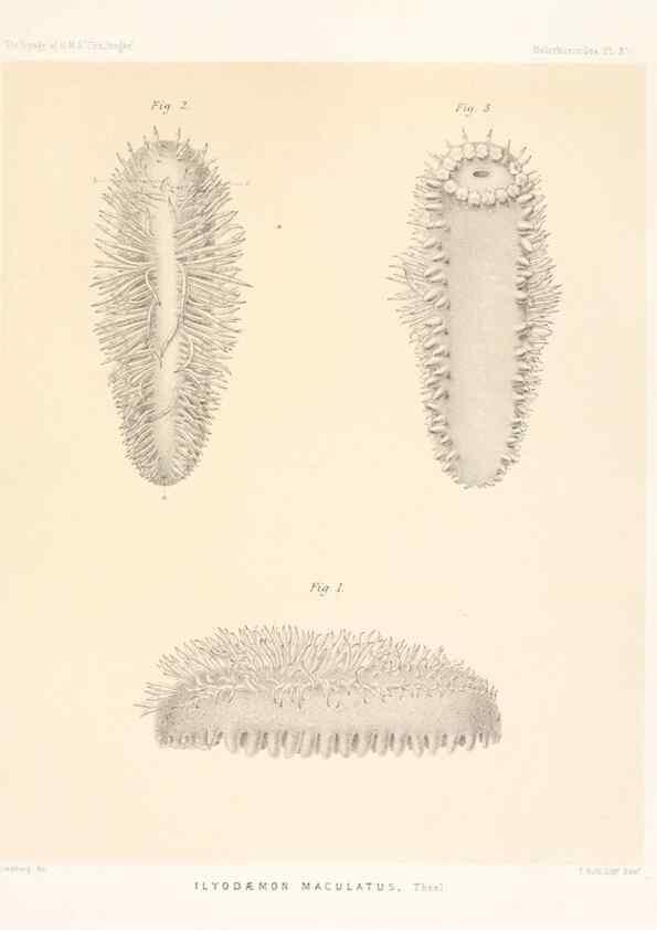 Reproducción/Reproduction 36954672081: Report on the scientific results of the voyage of H.M.S. Challenger during the years 1873-76 under the command of Captain George S. Nares .... Edinburgh :Neill,1880-1895.